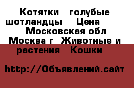 Котятки - голубые шотландцы. › Цена ­ 5 000 - Московская обл., Москва г. Животные и растения » Кошки   